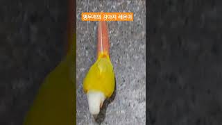 앵무계의 강아지 썬칙코뉴어 #birds #parrot …