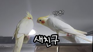 왕관앵무와 왕관앵무의 만남 | 꿈, 사랑