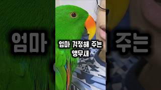 엄마를 걱정한 앵무새가 보여준 감동적인 모습 #앵무새 …