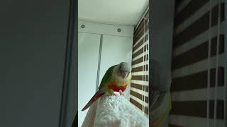 소망이(코뉴어)