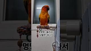 강아지도 멍멍멍도 몰라서 써니가 당황 했구나!  #썬코뉴어 #parrot #앵무새 #강아지 #dog #멍멍멍 #몰라서 #don't know #당황 #써니
