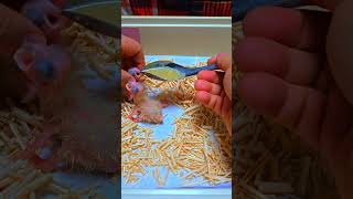 미디움 코카투, 엄블렐라 코카투예요. #birdslov…