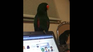 Eclectus parrot Sing~♥(뉴기니아 앵무…