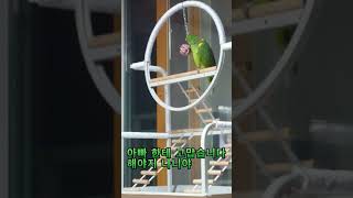 아마존 앵무새 나니 앵무새 놀이터 달아준 장난감에 무한 관심