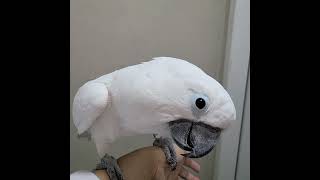 엄브렐라 코카투 달래를 이쁘게 찍어보자02