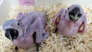 아기 청금강 앵무새  #animal #bird #par…