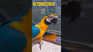 거울보고 인사하는 루카 #parrot #앵무새 #animal #macaw #동물 #마카우 #청금강 #청금강앵무새 #반려동물 #애완동물