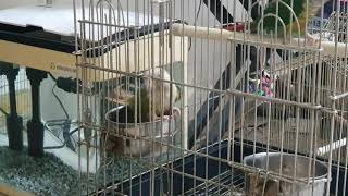 코뉴어~물통 안에서 시원하게 목욕해요 흠뻑 젖을정도로요~~^^샤론패럿