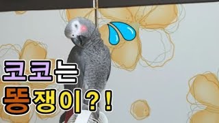 [수다쟁이 회색앵무 코코] EP11. 앵무새 코코 (입으로) 배변 훈련 성공★