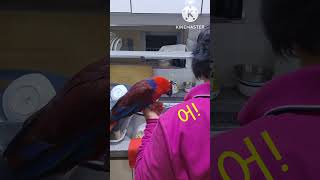 뉴기니아앵무ㅡ이모와순희*