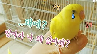 사랑앵무 ] 시즌 4-7 엄마가 너 싫대 (Budger…