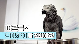 연구대상똘이회색앵무새 엄마 놀리기