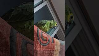 귀농귀촌 앵무새 놀아주기 Playing parrots …