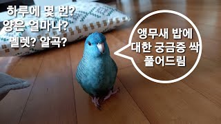 앵무새 밥 주는 방법 Q&amp;A 정리/올바른 식단(…