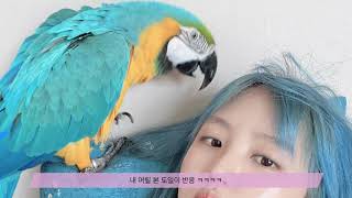 [일상][청금강] 집사 기상을 기다리는 도일ㅇㅣ