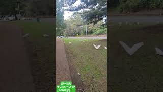 야생앵무새 = 코카투 한국에서분양