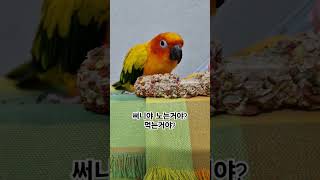 먹을때는 가만히 있으라는 써니~ #썬코뉴어 #parro…