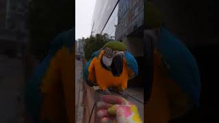 집에 가기싫은 루카 #parrot #앵무새 #animal #macaw #동물 #마카우 #청금강 #청금강앵무새 #반려동물 #애완동물