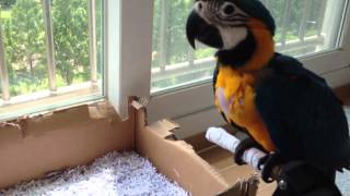 청금강 - 쿠악이 (blue and yellow macaw)