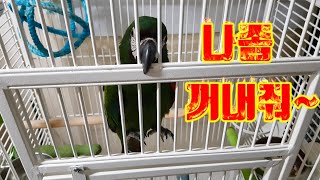 퇴근후 앵무새와 놀아주기