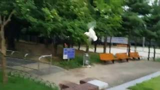 코카투 자유비행