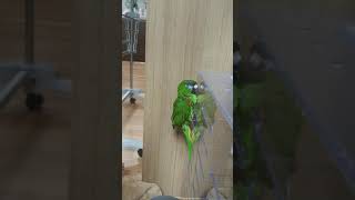 앵무새-한스마카우 macaw 수박이 - 첫 샤워를 허락없이 시켜 빡쳐있다.