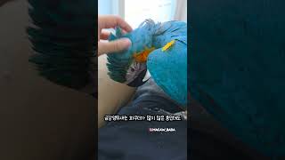 앵무새 키우고 싶으세요? 이거 감당하셔야 합니다 #앵무…