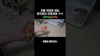 처음 뒤집혀보는 앵무새의 반응 #parrot #앵무새 #코뉴어 #birds #동물 #conure #반려동물 #썬코뉴어