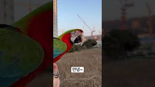 할리퀸 마카우 루카 말기  와 산책