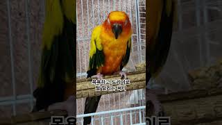 써니야 바람이 따뜻하고 좋지?  #썬코뉴어 #parrot #앵무새 #드라이기 #dryer #목욕 #bath #따뜻하고 #warm #써니