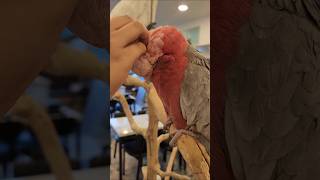 무너의 앵무친구 우유(화이트 코카투)와 딸기(칼라코카투…