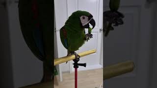 청양고추 먹는 우디 #shorts