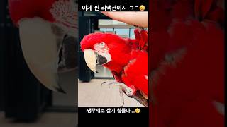 사육사 비위맞추기 힘드네...‍ㅋㅋ #알파카월드 #앵무…