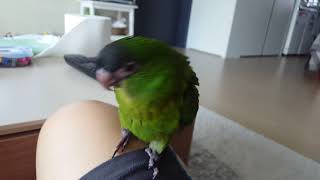 앵무새 한스마카우 처음 간식줬어요
