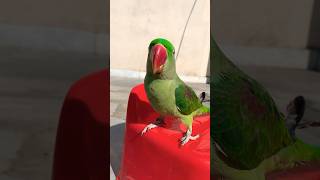 The Most Beautiful Parrot You’…