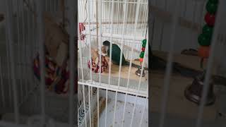 내가 직접 만드러쥰 노끈장난감공 갖고 노는 치치 코뉴어