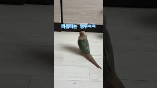 리듬타는 앵무~ 룰루는 춤짱#앵무새#코뉴어#코뉴어 앵무#앵무새#사랑앵무#감자와함께춤을