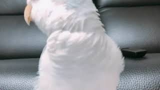 TV보다가 빵 터진 퀘이커 앵무새 일구 (&quot;I…