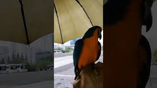 인사하는 루카 #parrot #앵무새 #birds #a…