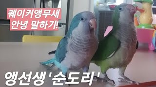 퀘이커앵무새 순도리♡부츄 (안녕은 이케 말하는거야~♡)