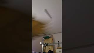 날아오는 루카 #animal #bird #동물 #mac…