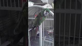 So you want a Severe Macaw?