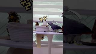 강아지같은 앵무새  회색앵무 잠바 #parrot #반려…