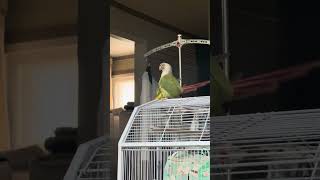 #영신다육#앵무새 짝짓기 ㅋㅋ #동동이 송송이
