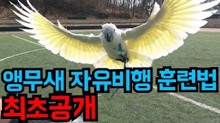 앵무새 자유비행 훈련방법 시작부터 끝까지. - 링고편 -