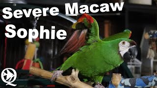 5 Year Old Severe Macaw Progre…