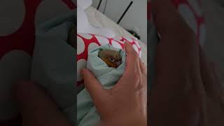  #birds #birdsong #parrot #pets #cute #fyp #shorts #viralvideos #love #conure #앵무새 #동물 #코뉴어 #힐링