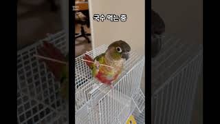 국수 먹는 코뉴어