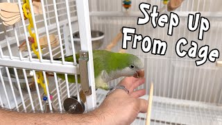 Quaker Parrot Learns to Step Up From Cage