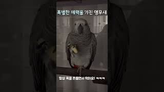 특별한 매력이 있는 앵무새 #앵무새 #회색앵무 #사과 #흔들흔들 #귀요미 #parrot #greyparrot